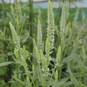 Veronica longifolia 'Charlotte'