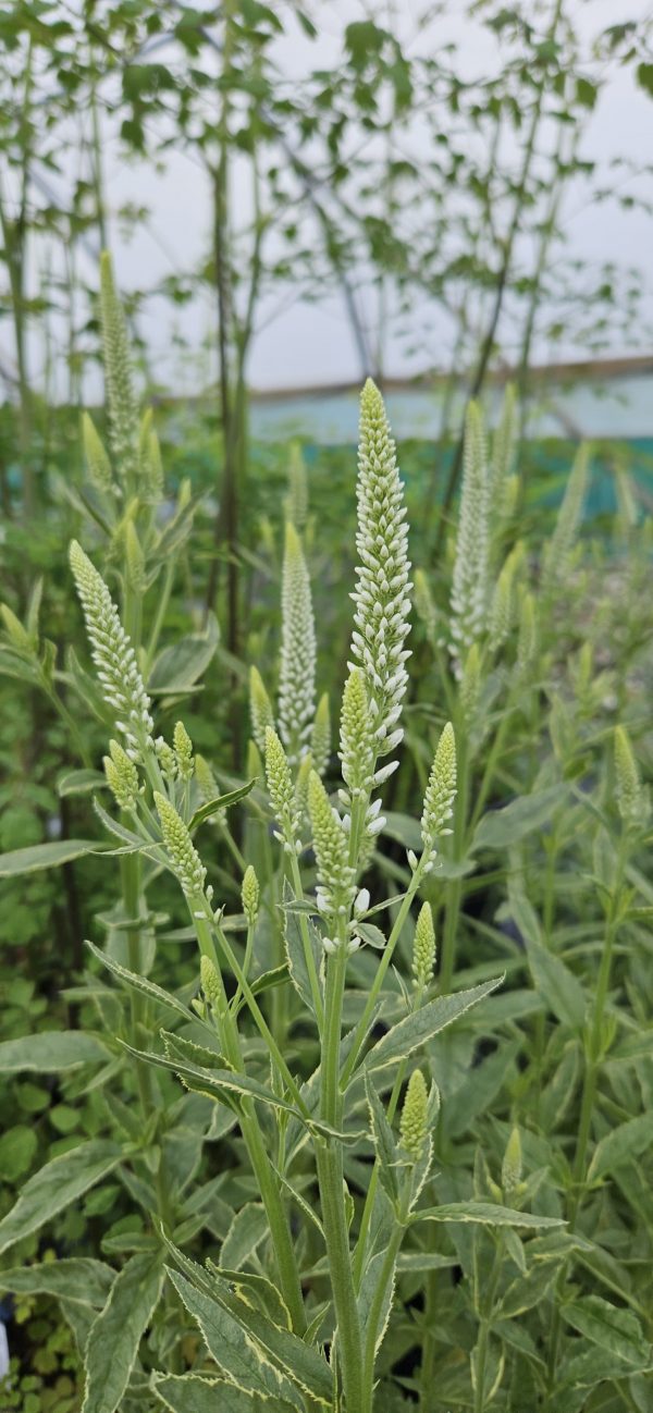 Veronica longifolia 'Charlotte' Veronica longifolia 'Charlotte'