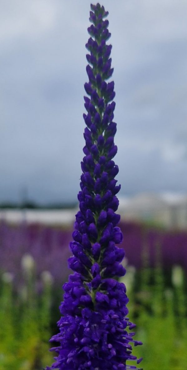 Veronica longifolia 'First Glory' Veronica longifolia 'First Glory'