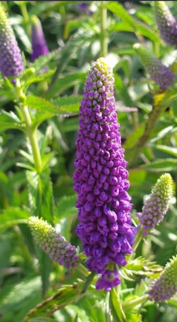 Veronica longifolia 'First Glory'2 Veronica longifolia 'First Glory'