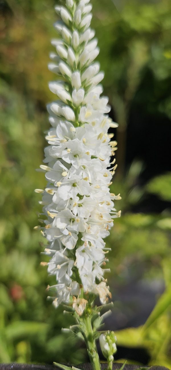 Veronica longifolia 'First Lady'