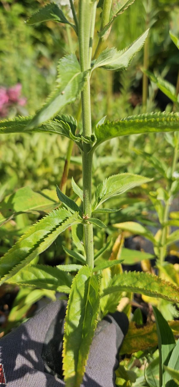 Veronica longifolia 'First Lady'
