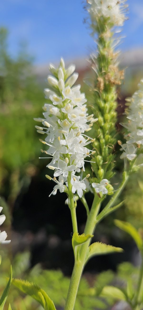 Veronica longifolia 'First Lady'