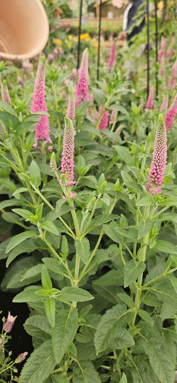 Veronica longifolia 'First Love'