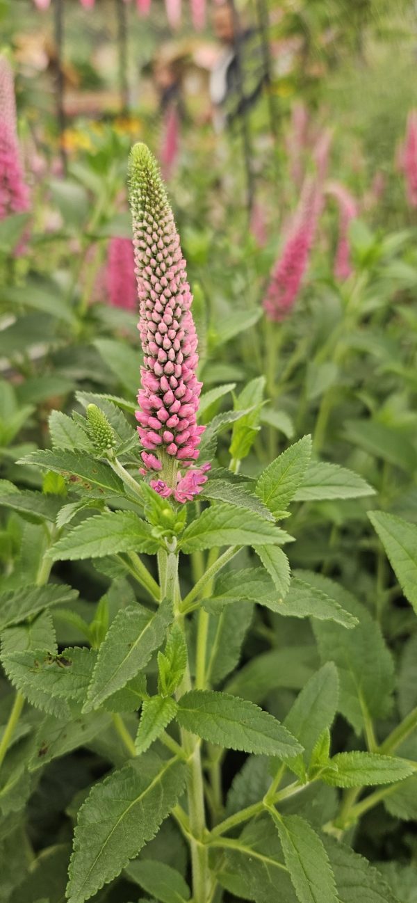 Veronica longifolia 'First Love'
