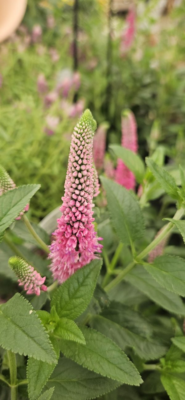 Veronica longifolia 'First Love'