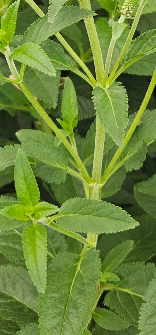 Veronica longifolia 'First Match'