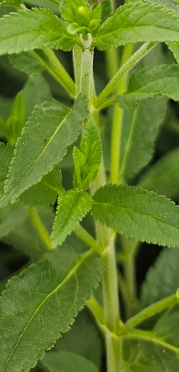 Veronica longifolia 'First Match'