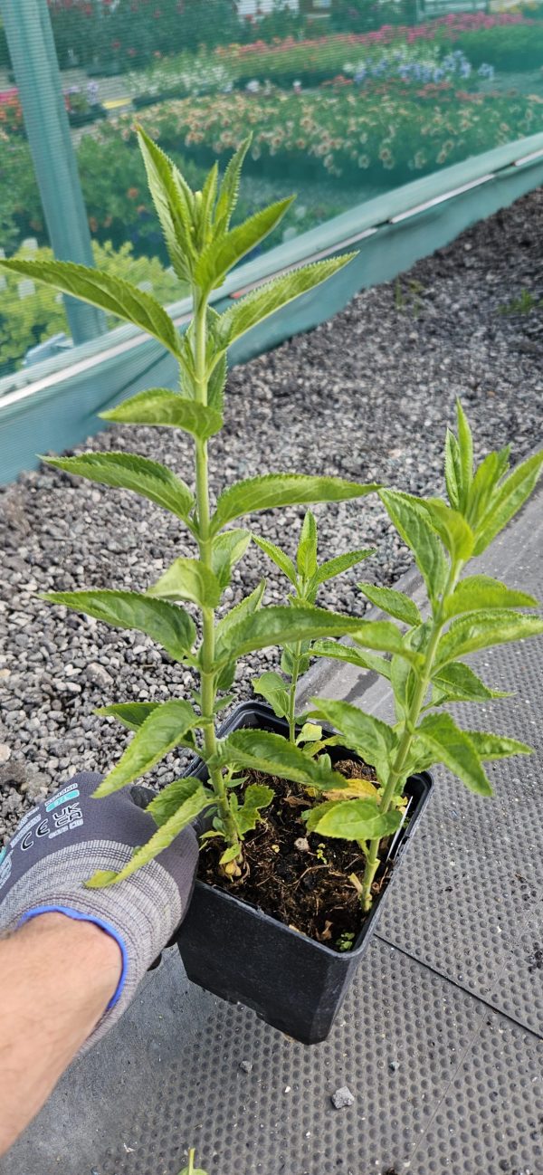 Veronica longifolia 'Melanie White'