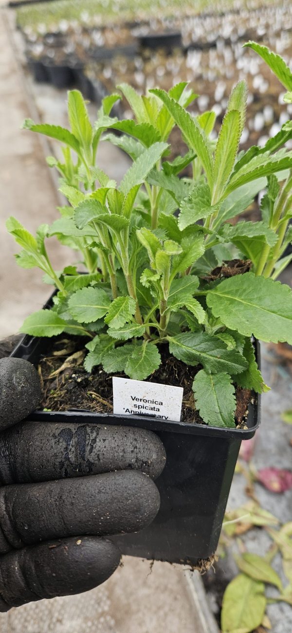 Veronica spicata 'Anniversary Blue' Veronica spicata 'Anniversary Blue'
