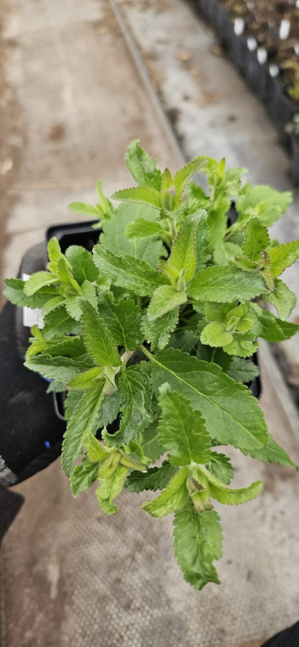 Veronica spicata 'Anniversary Blue'2 Veronica spicata 'Anniversary Blue'