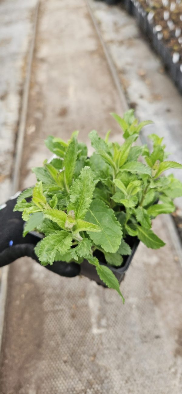 Veronica spicata 'Anniversary Blue'3 Veronica spicata 'Anniversary Blue'
