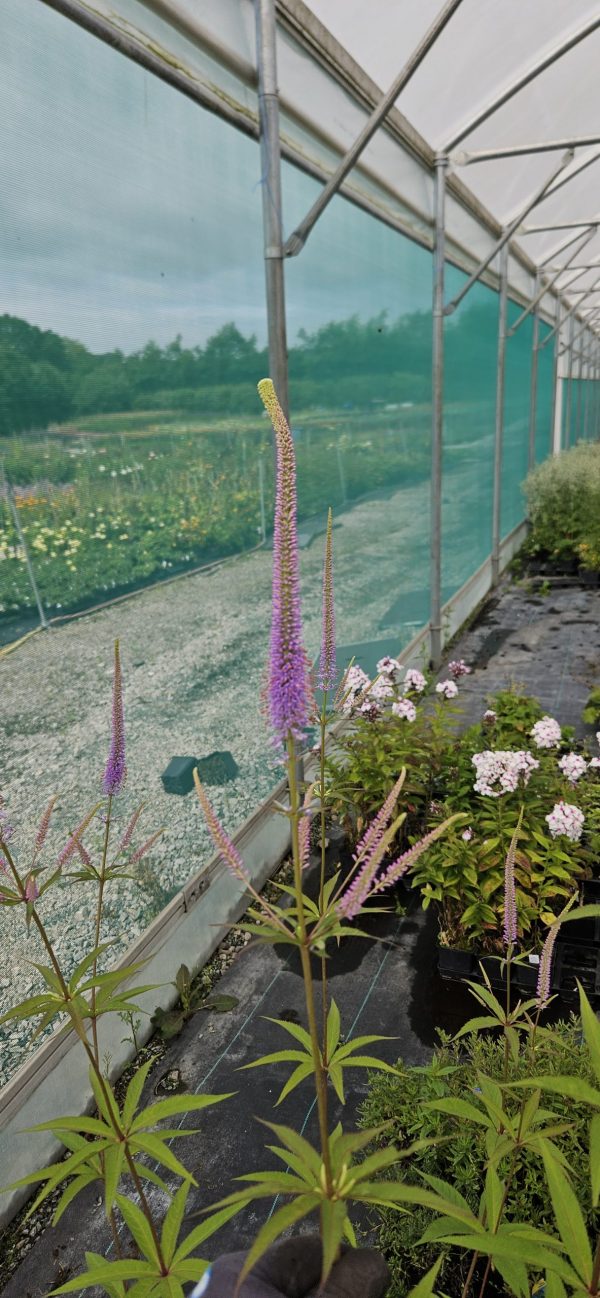 Veronicastrum virginicum 'Fascination'