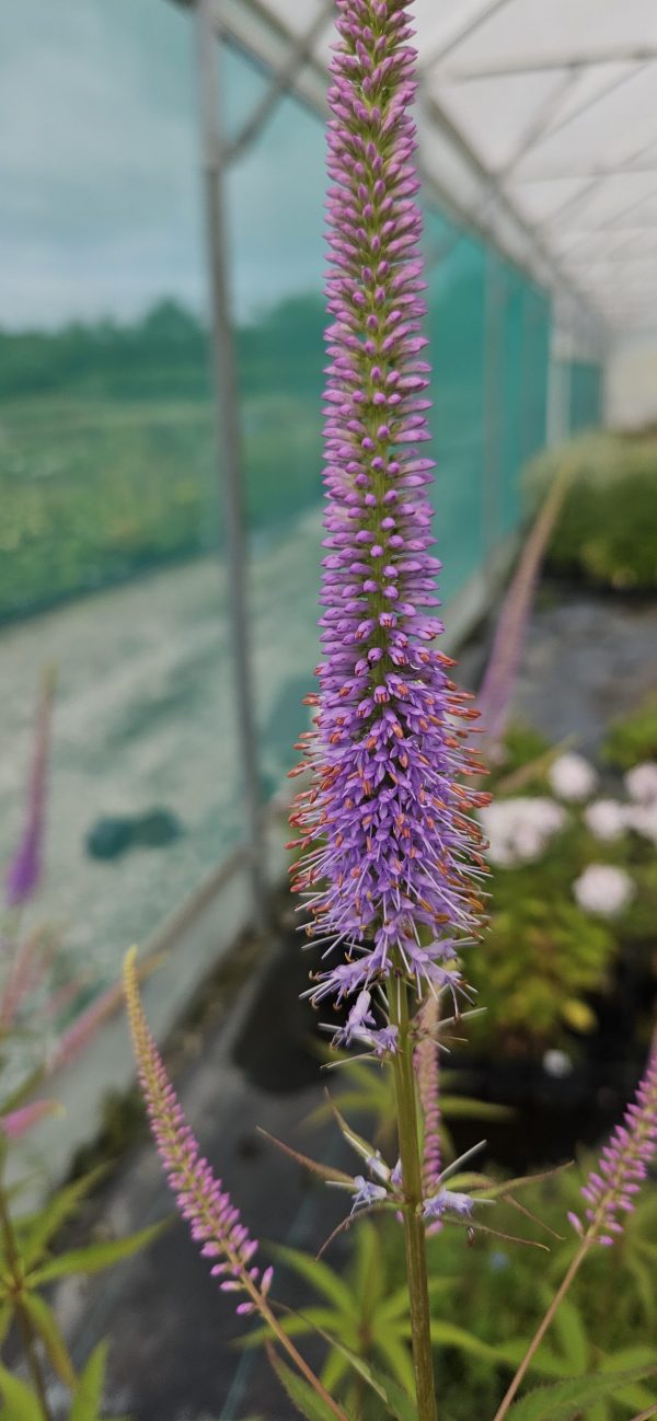 Veronicastrum virginicum 'Fascination'