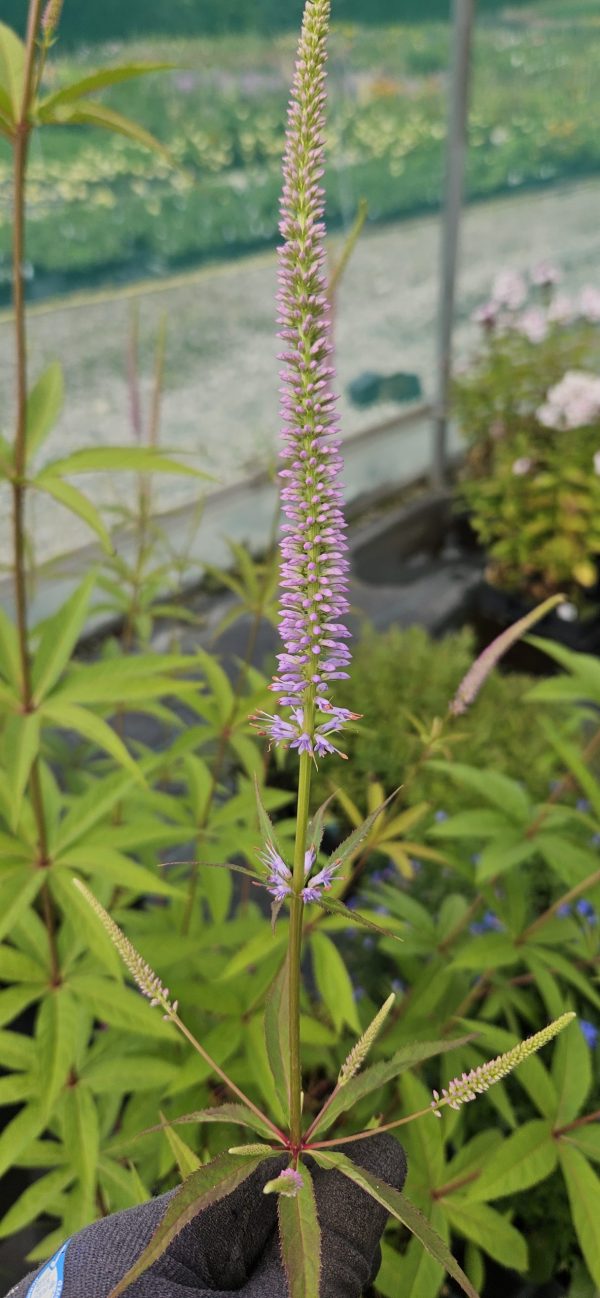 Veronicastrum virginicum 'Fascination'