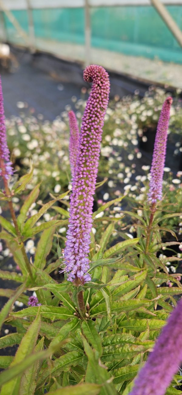 Veronicastrum virginicum 'Red Arrow'2 Veronicastrum virginicum 'Red Arrow'