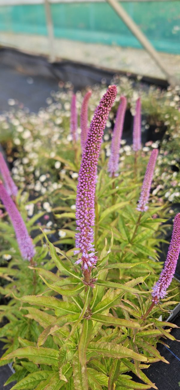 Veronicastrum virginicum 'Red Arrow'3 Veronicastrum virginicum 'Red Arrow'