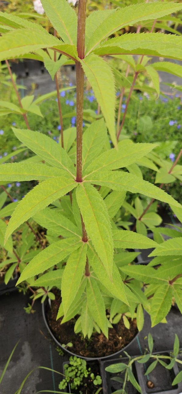Veronicastrum virginicum 'Temptation' Veronicastrum virginicum 'Temptation'
