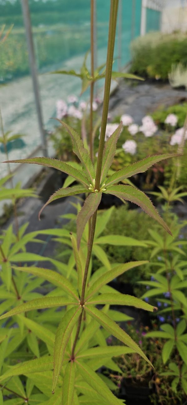 Veronicastrum virginicum 'Temptation'2 Veronicastrum virginicum 'Temptation'