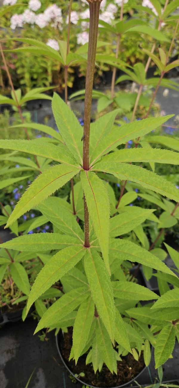 Veronicastrum virginicum 'Temptation'3 Veronicastrum virginicum 'Temptation'