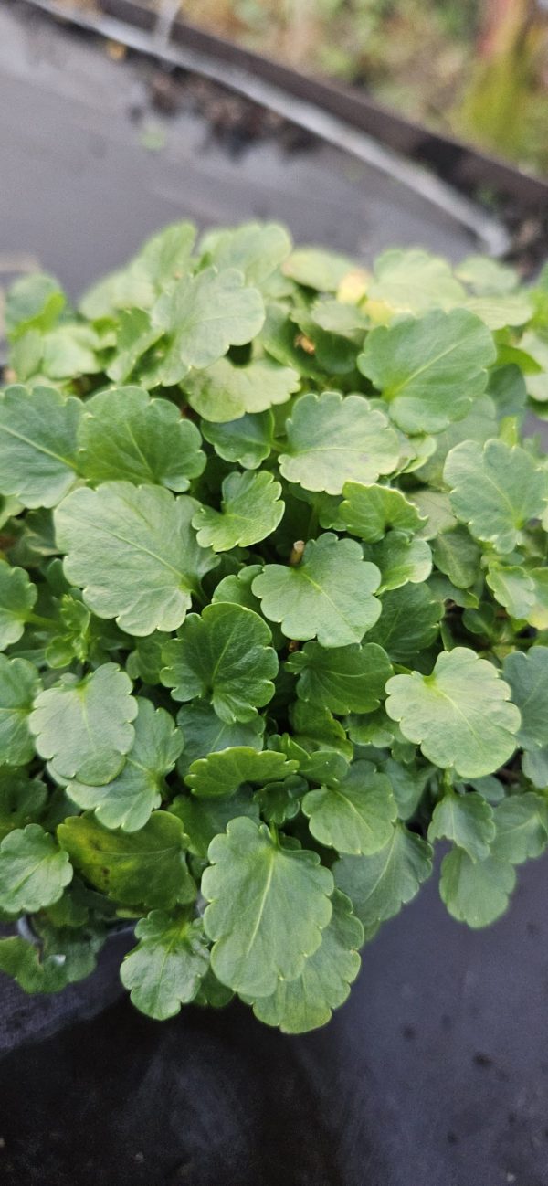 Viola 'Celestial Northern Lights'