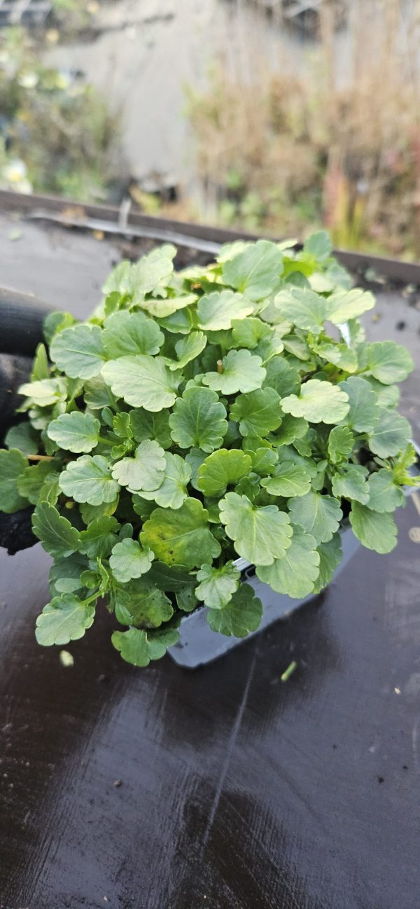 Viola 'Celestial Northern Lights'