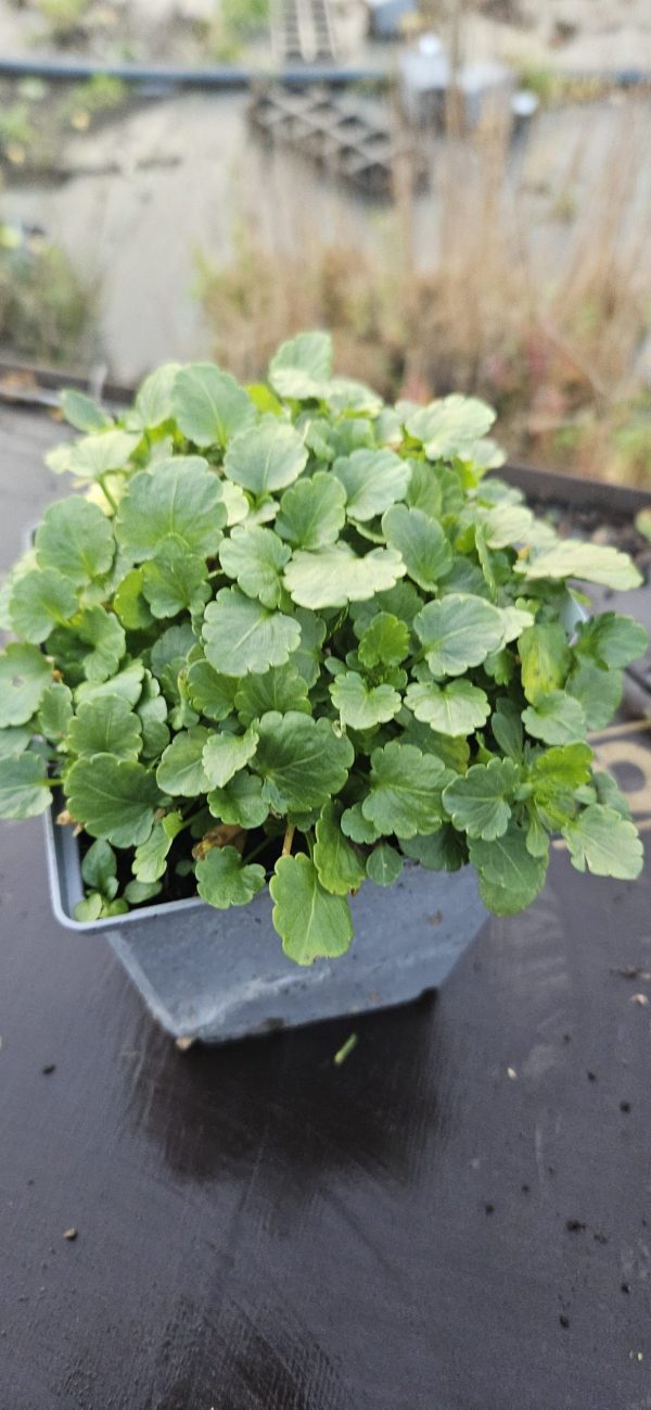 Viola 'Celestial Northern Lights'