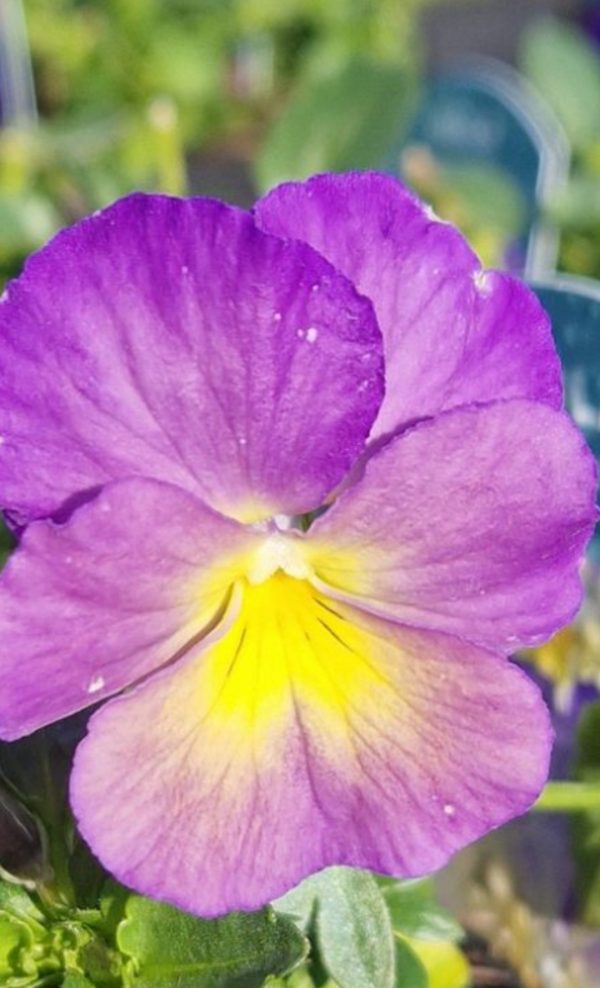 Viola 'Celestial Starry Night'