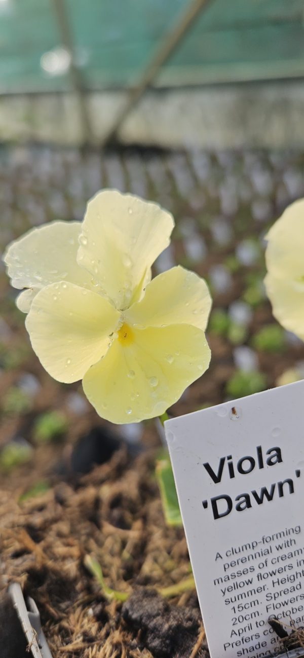 Viola 'Dawn'