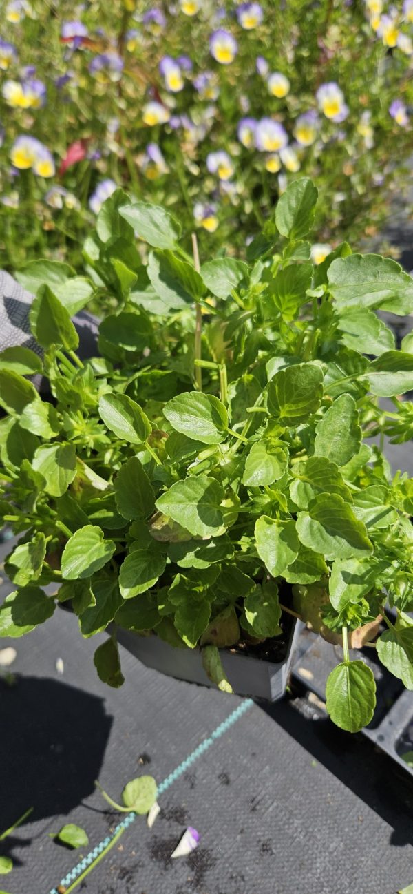 Viola 'Etain' Viola 'Etain'