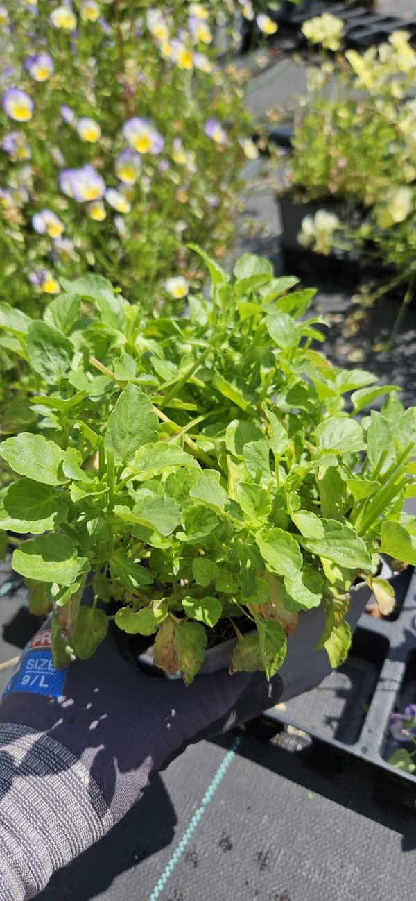 Viola 'Etain'2 Viola 'Etain'