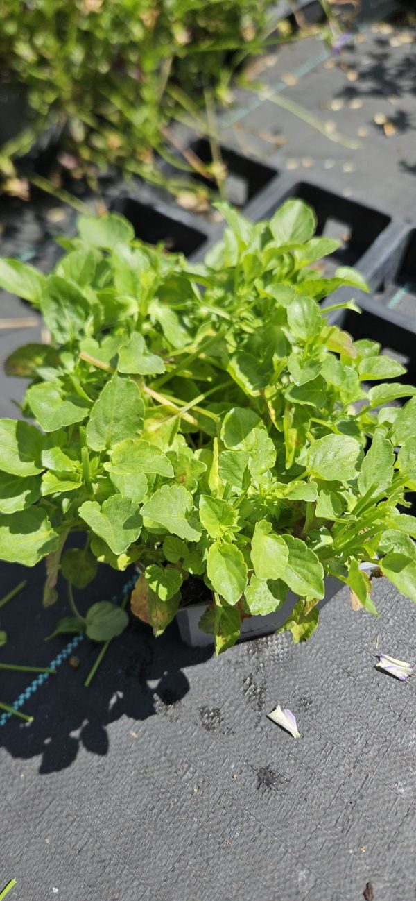 Viola 'Etain'3 Viola 'Etain'