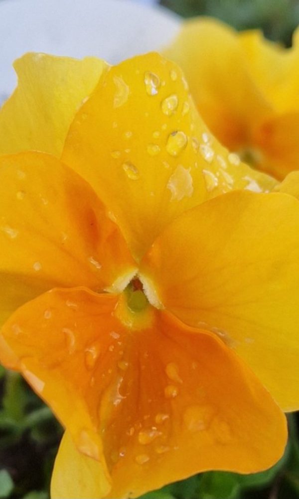 Viola 'Halo Golden Yellow' Viola 'Halo Golden Yellow'