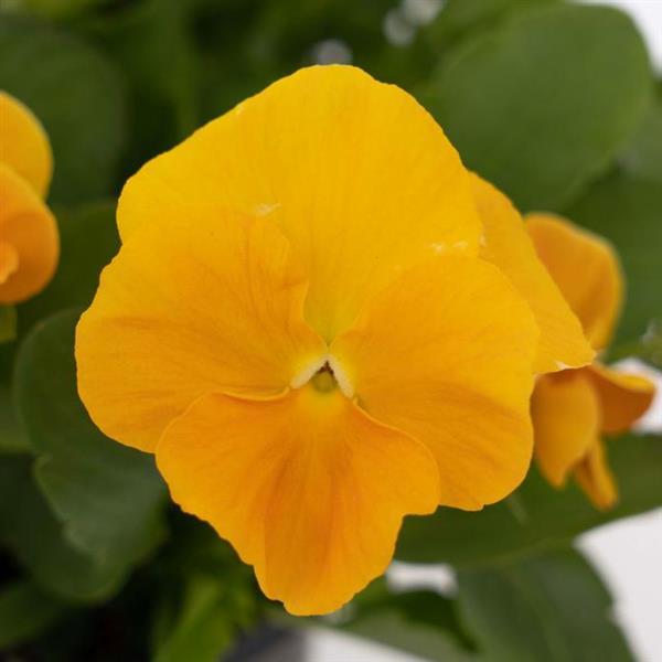 Viola 'Halo Golden Yellow'2 Viola 'Halo Golden Yellow'