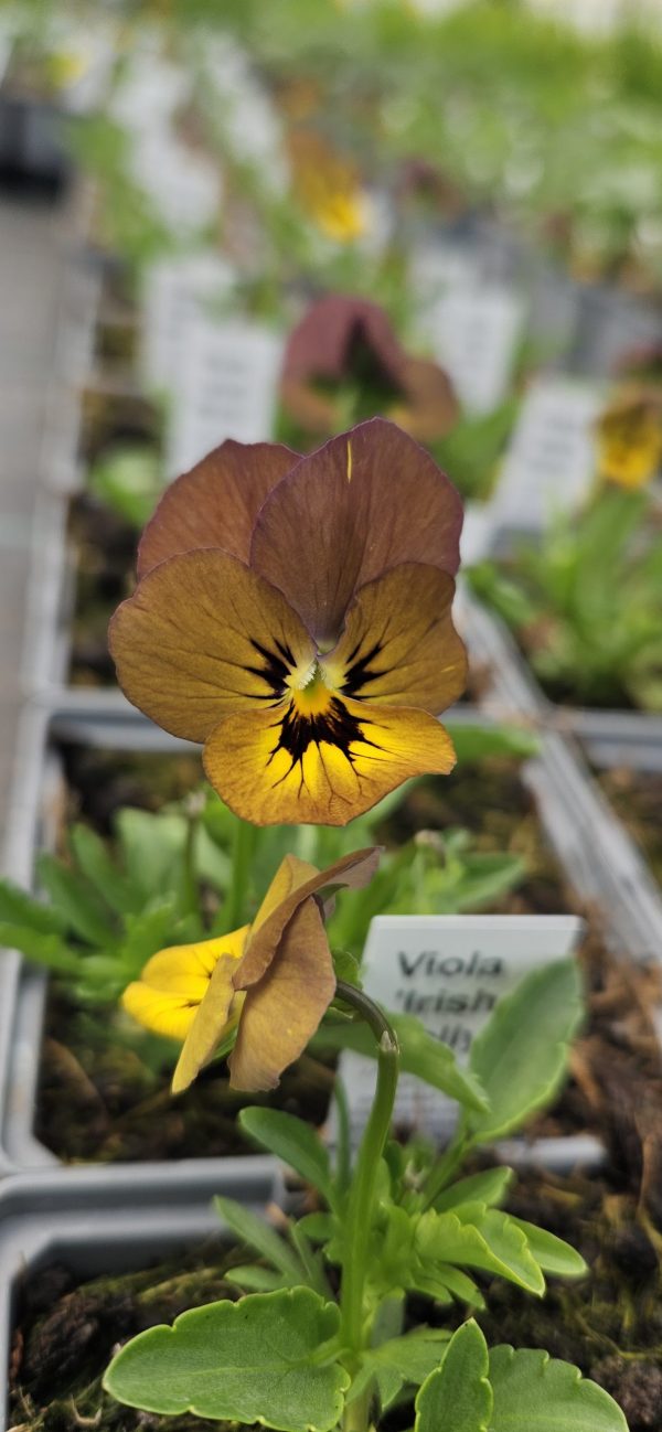 Viola 'Irish Molly'