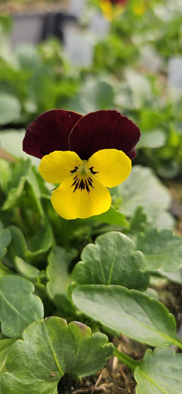 Viola 'Jackanapes'