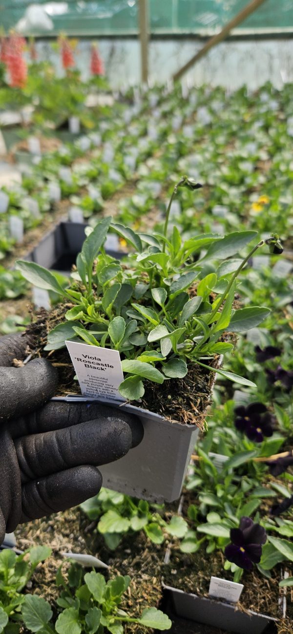 Viola 'Roscastle Black'