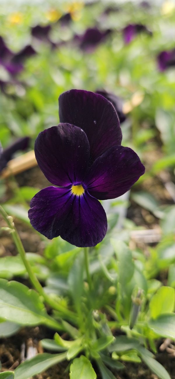 Viola 'Roscastle Black'