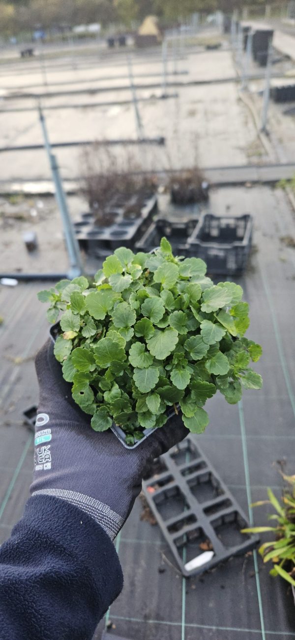 Viola Victorian Heritage Series 'Elaine Quin'