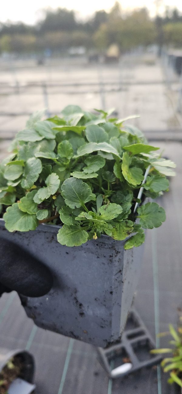 Viola Victorian Heritage Series 'Elaine Quin'