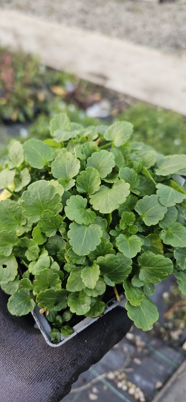 Viola Victorian Heritage Series 'Elaine Quin'