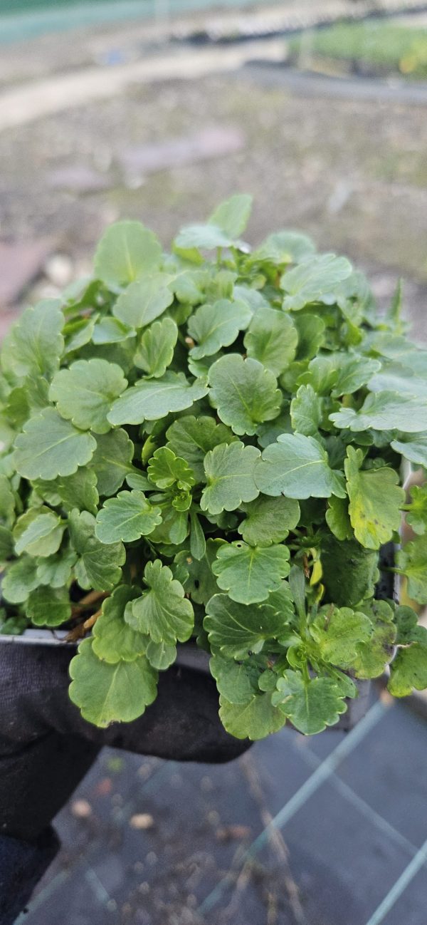 Viola Victorian Heritage Series 'Isabel'