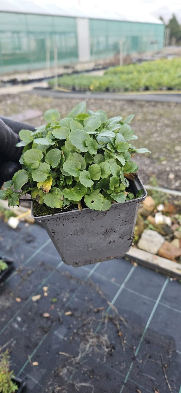 Viola Victorian Heritage Series 'Isabel'