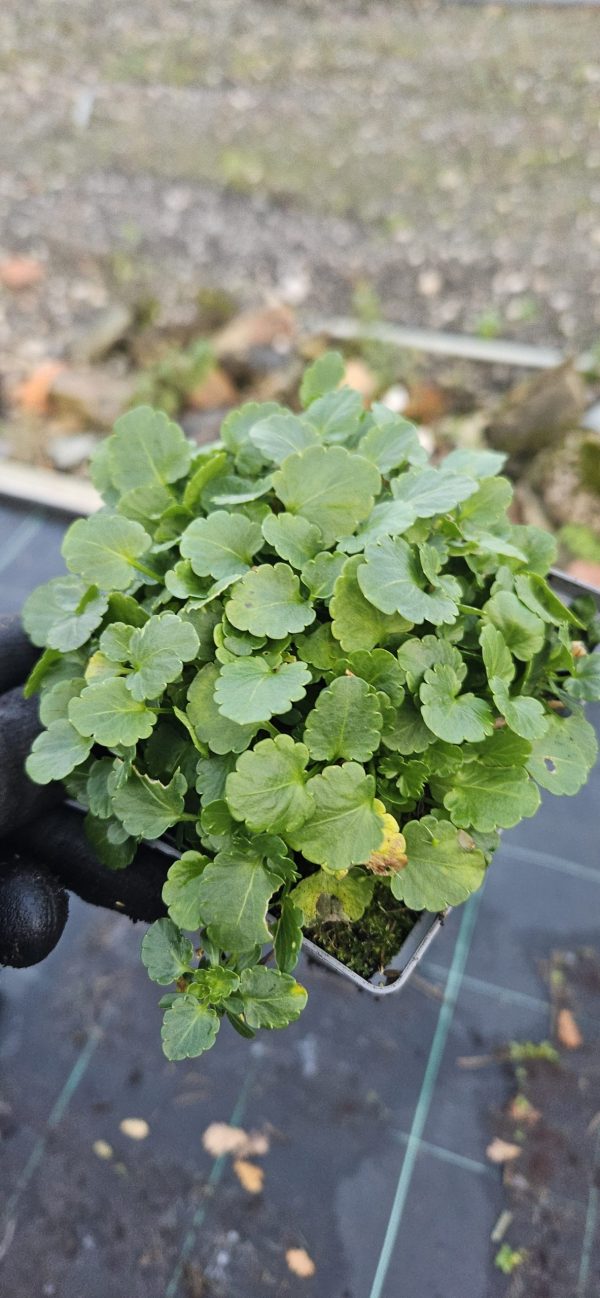 Viola Victorian Heritage Series 'Isabel'