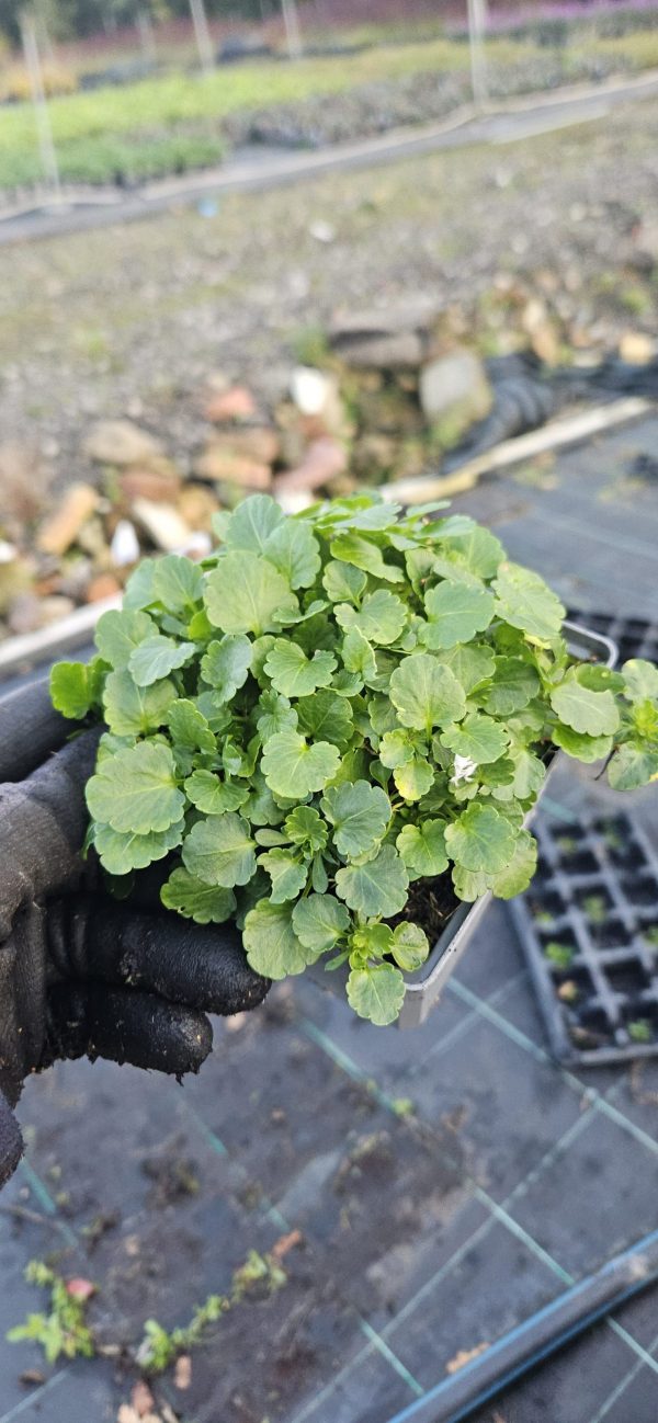 Viola Victorian Heritage Series 'Smugglers Moon'