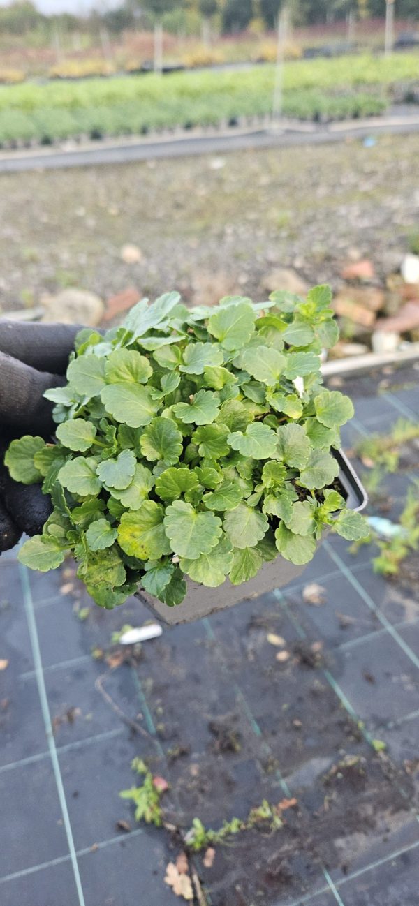 Viola Victorian Heritage Series 'Smugglers Moon'