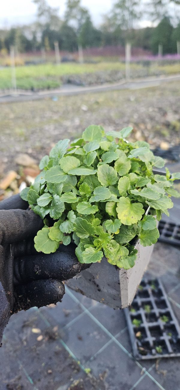 Viola Victorian Heritage Series 'Smugglers Moon'