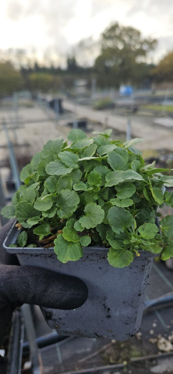 Viola Victorian Series 'Abigail'