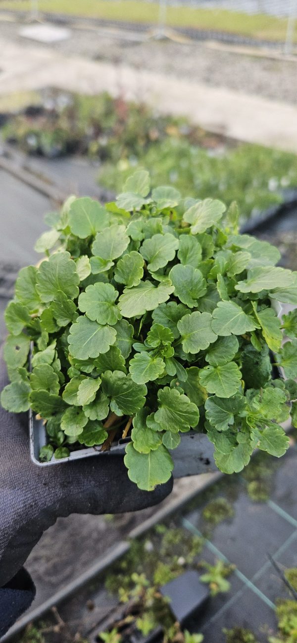 Viola Victorian Series 'Abigail'