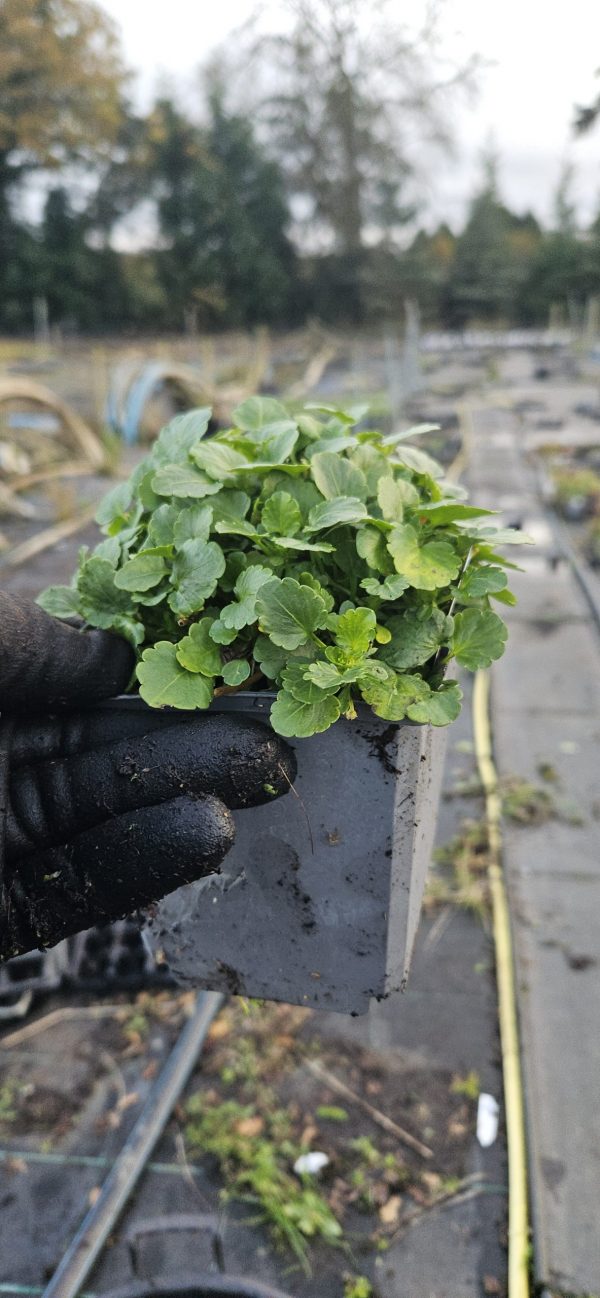 Viola Victorian Series 'Blue Ice'